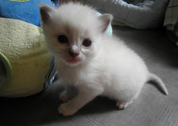 MALE BLUE MITTED - Chatterie Ragdolls du Val de Beauvoir